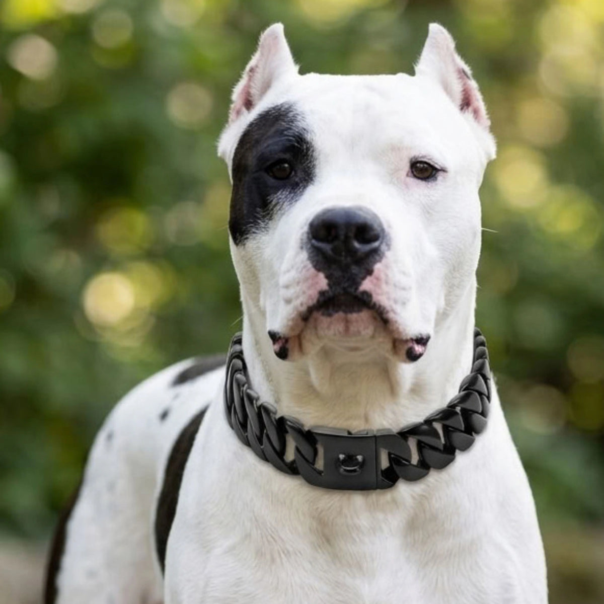 black pitbull chain collar