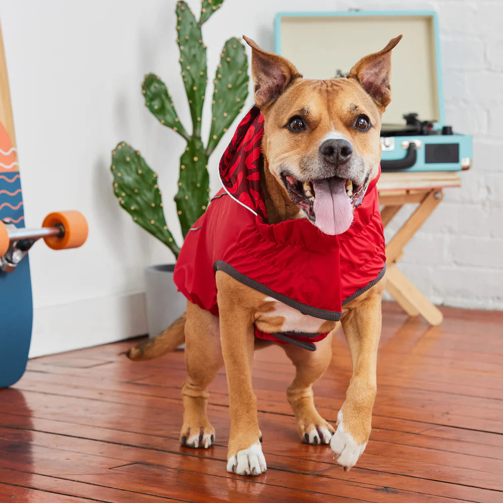 pitbull rain coat