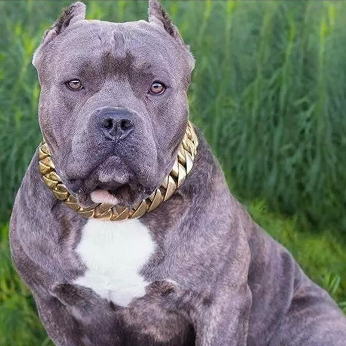 Gold dog chain collar