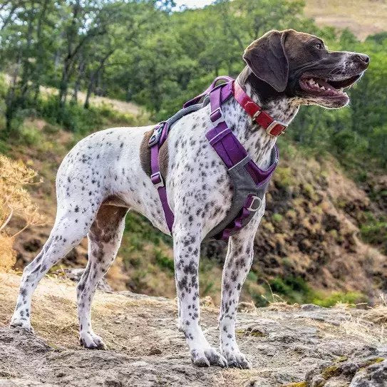 Large dog harness