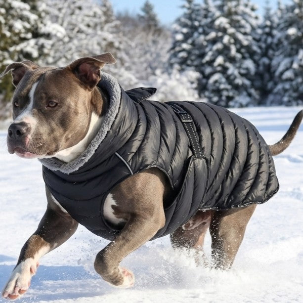 Large Dog Clothes