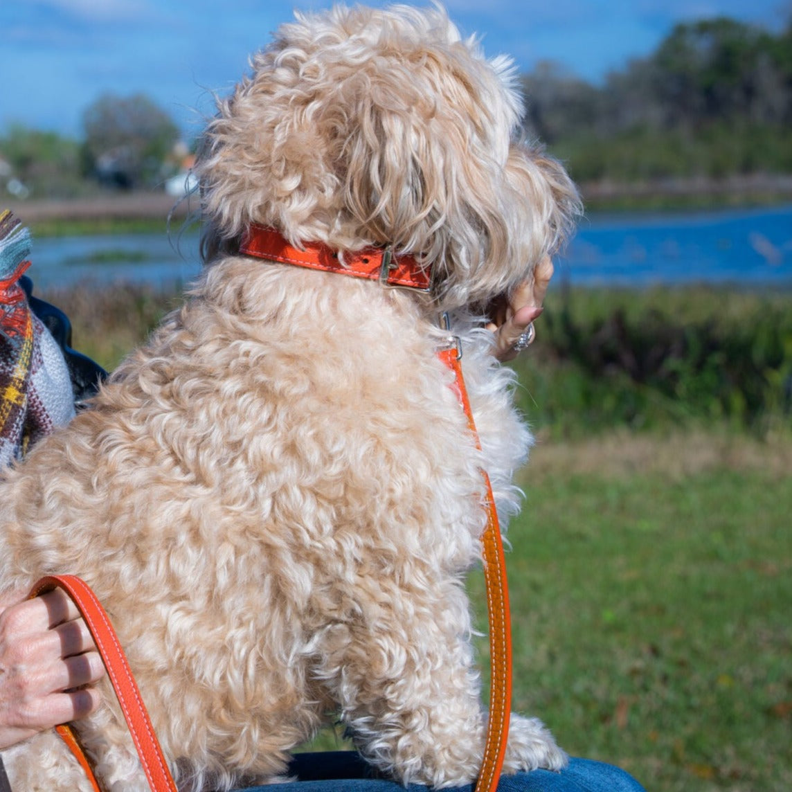 Palermo Italian Leather Dog Leash