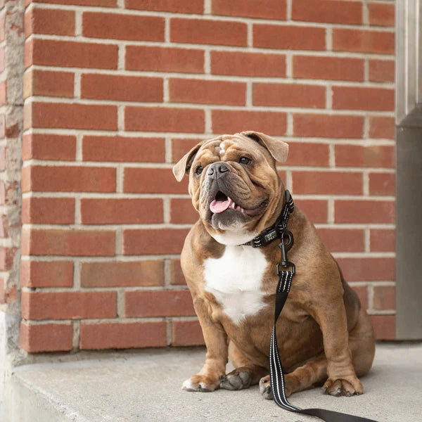 Reflective Dog Leash