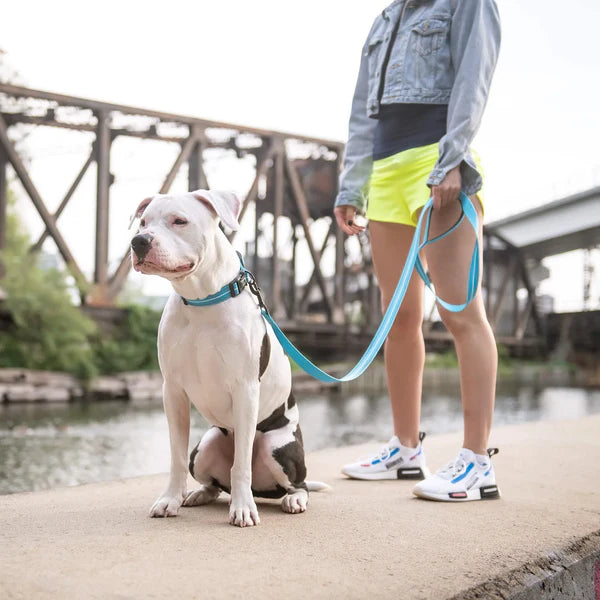 Reflective dog leash blue