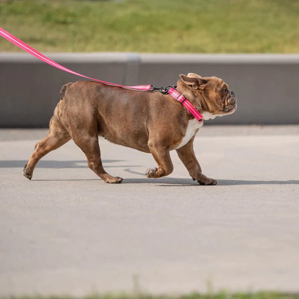 Reflective Dog Leash