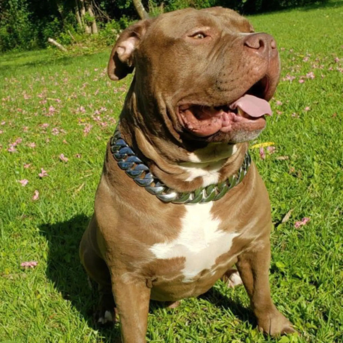 Large silver Cuban link chain on Boerboel Mastiff dog