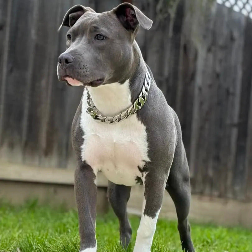 Silver Cuban Link Dog Chain Collar