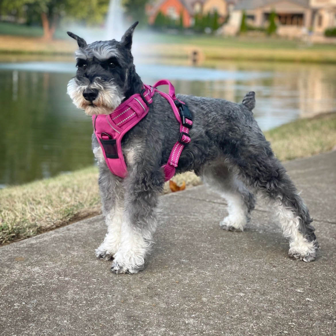 Venture Dog Harness