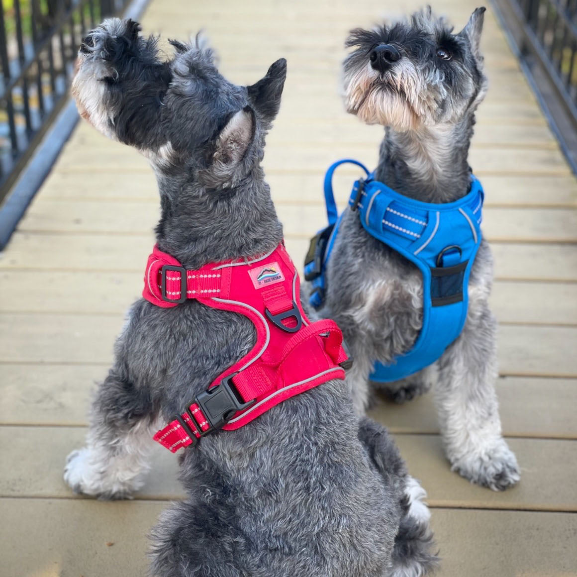 Venture Dog Harness