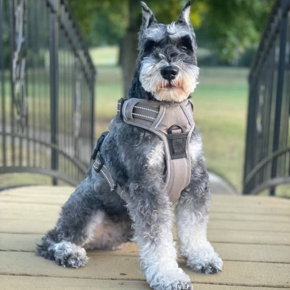 Venture Dog Harness