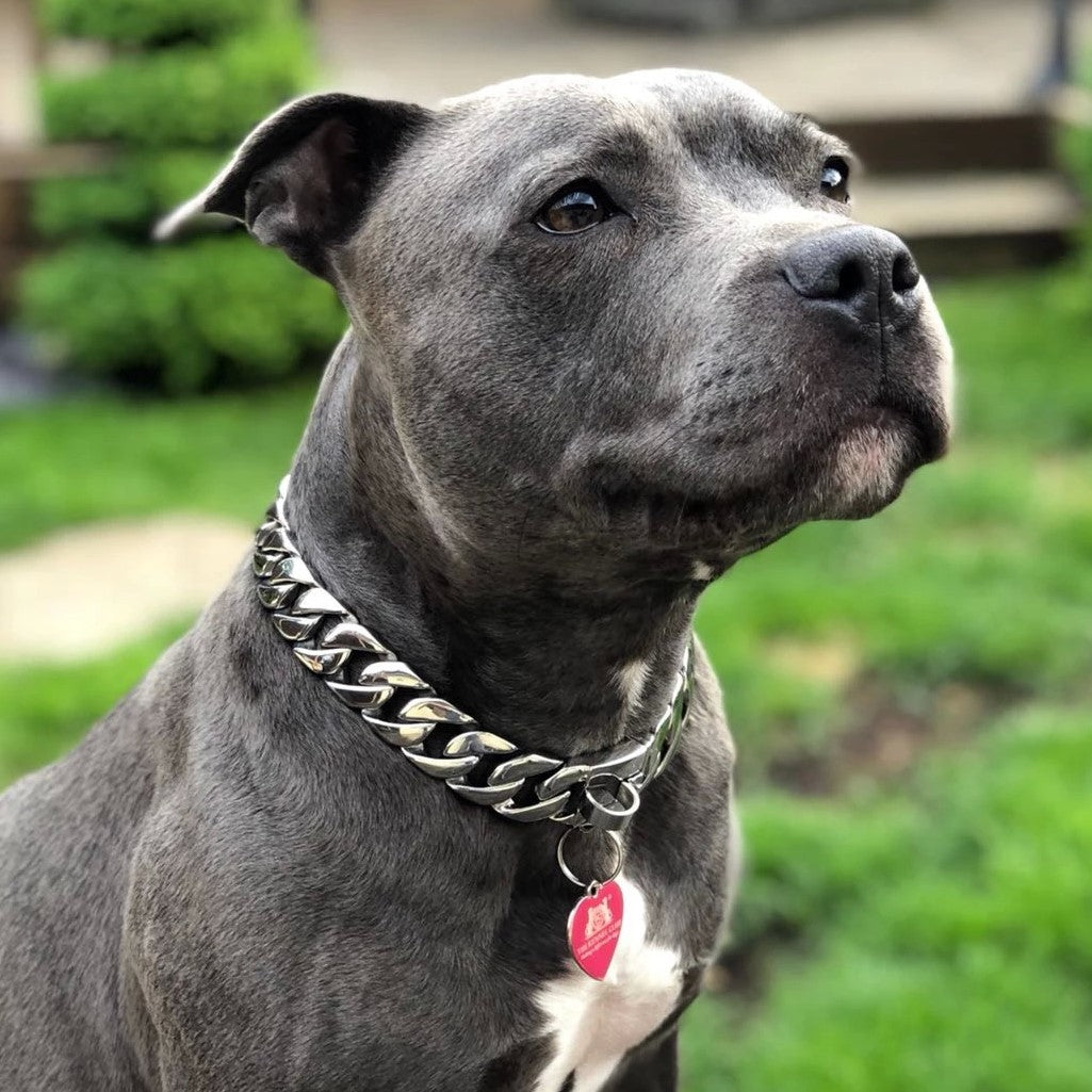 silver do chain collar on a pitbull