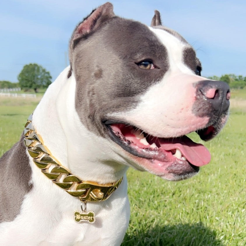 cuban link dog chain