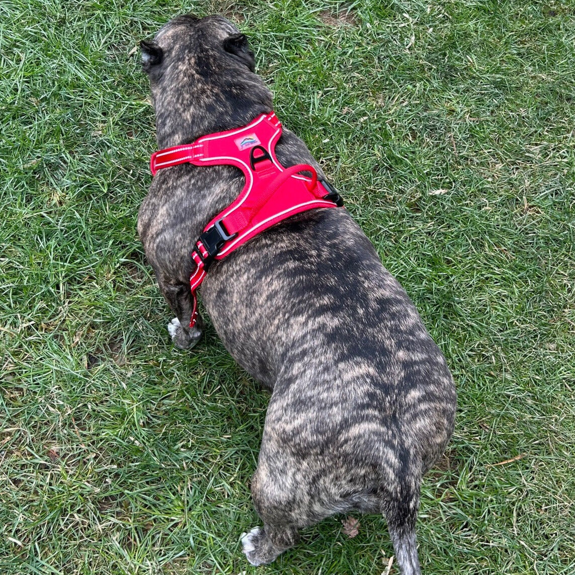 dog harness pull control
