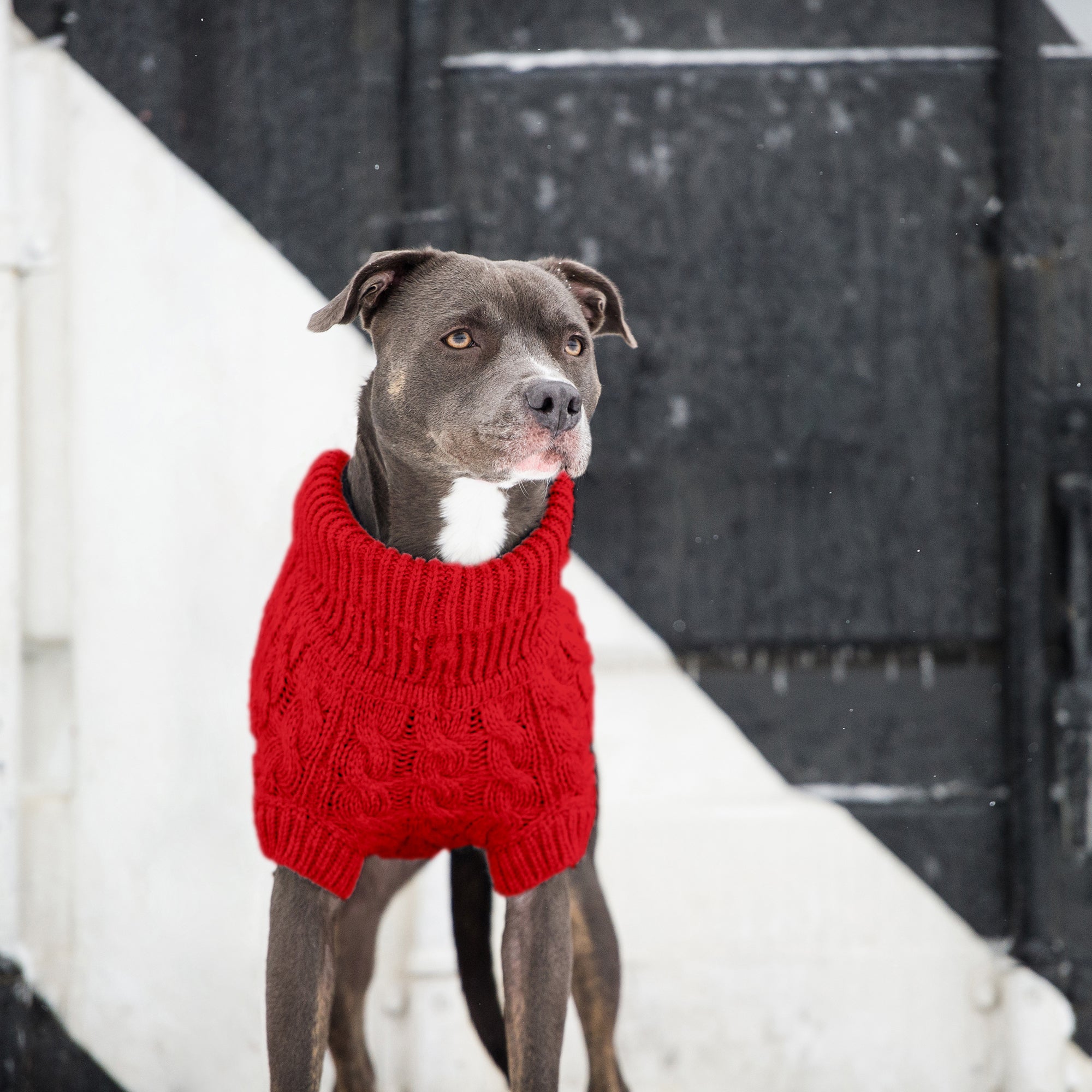 Classic Cable Knit Dog Sweater-Red