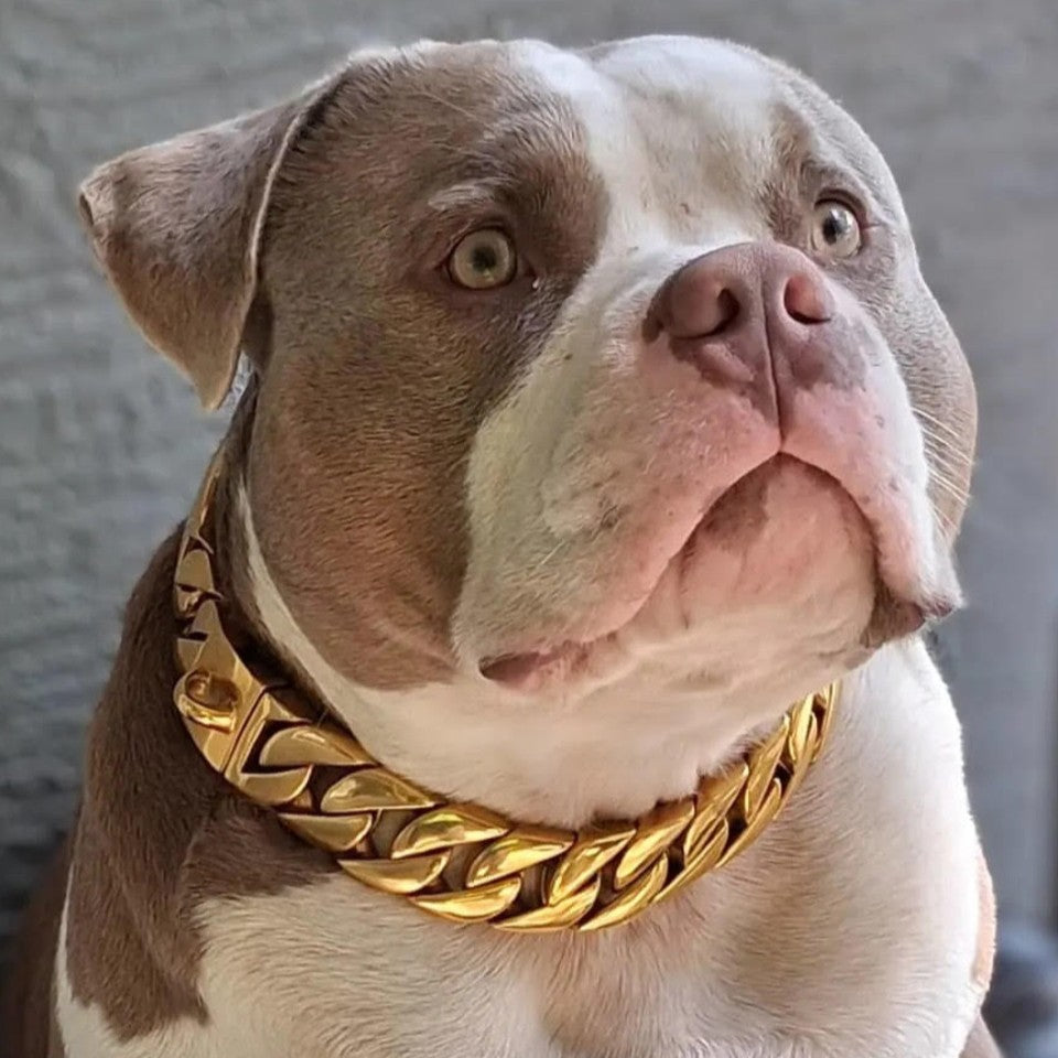 pitbull chain collar
