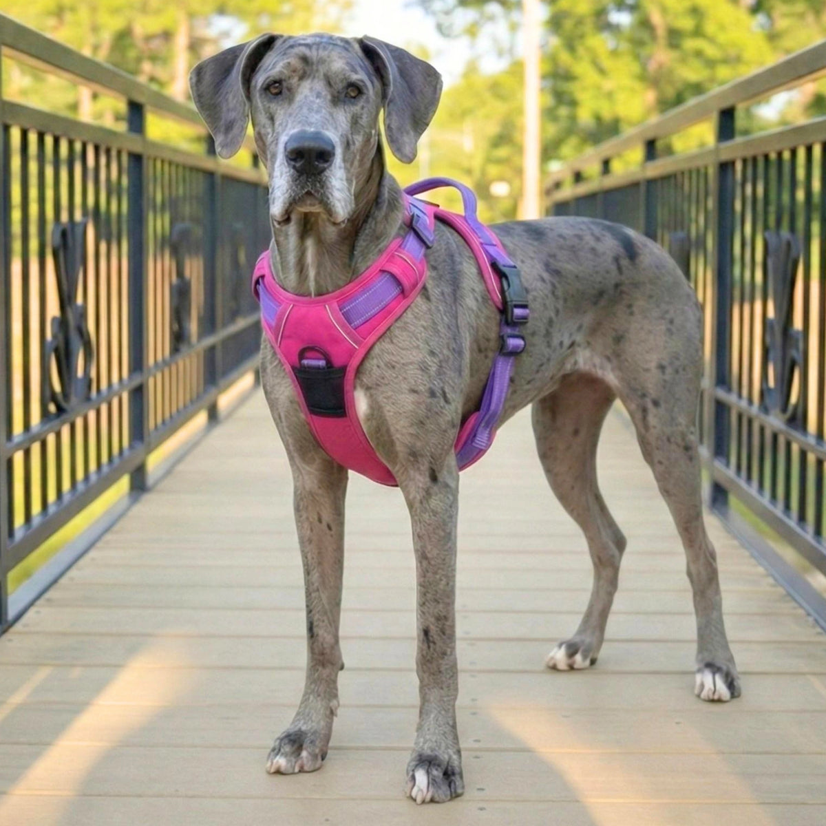 large dog harness
