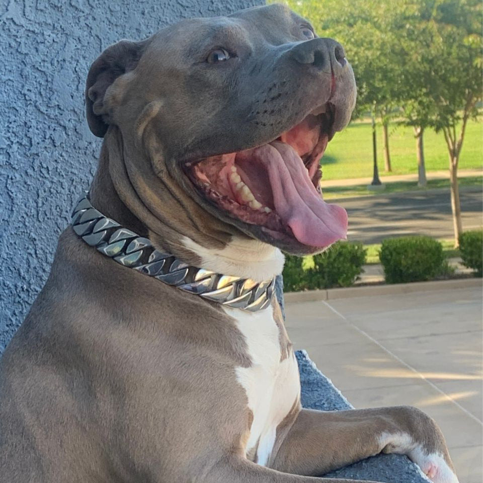silver cuban link dog chain