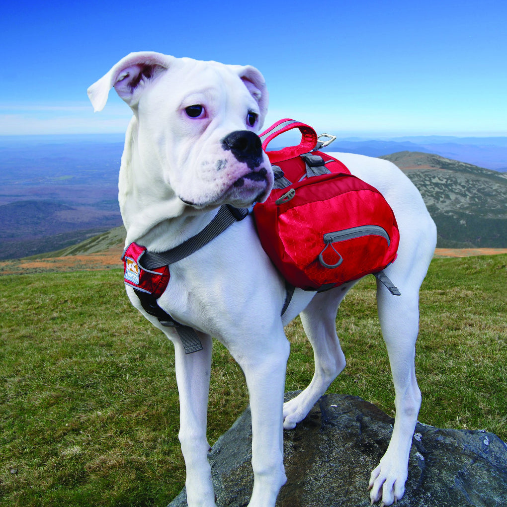 Dog Backpack