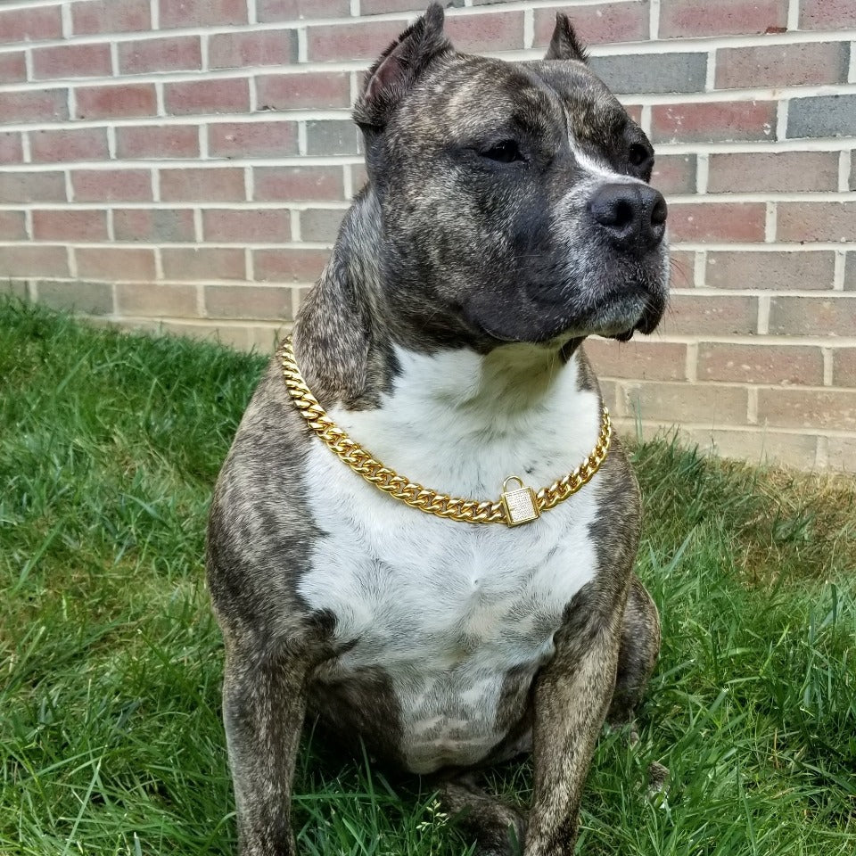 gold cuban link dog collar rhinestone