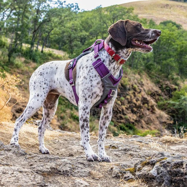 German shorthaired pointer harness size hotsell