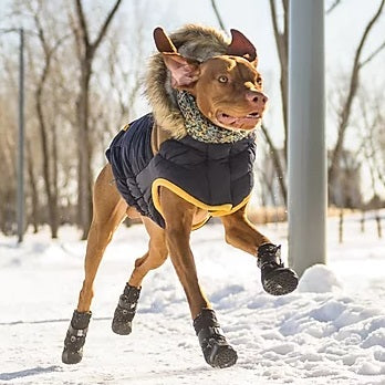 Dog Boots