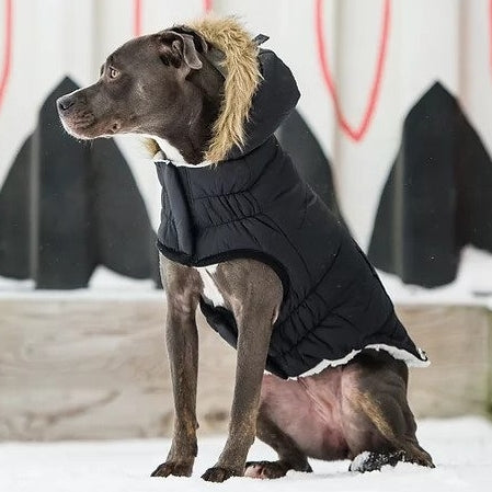 Winter Dog Coat
