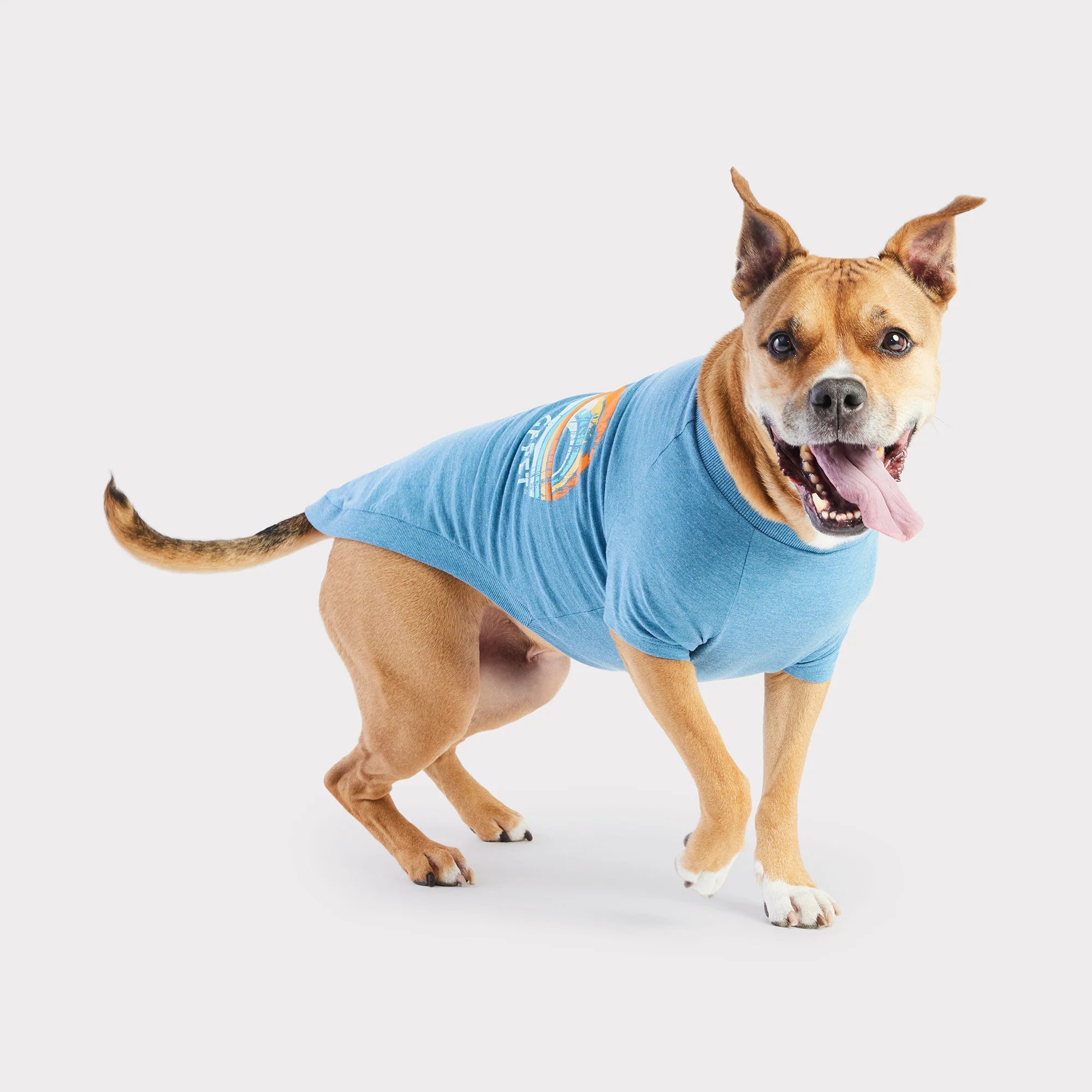 Pitbull clothing