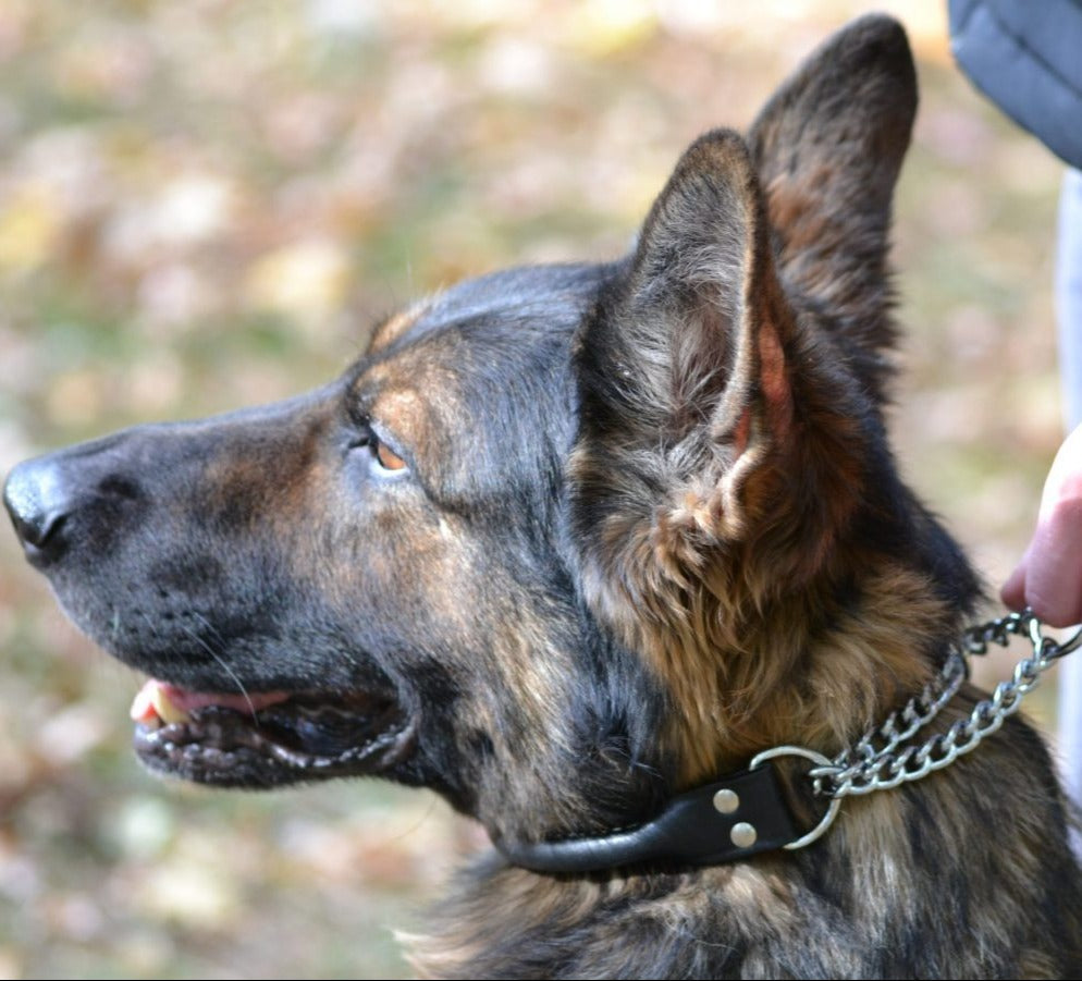 Rolled Leather Martingale Dog Collar