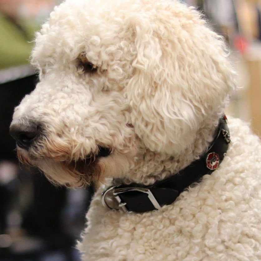 Service Emblem Leather Dog Collar