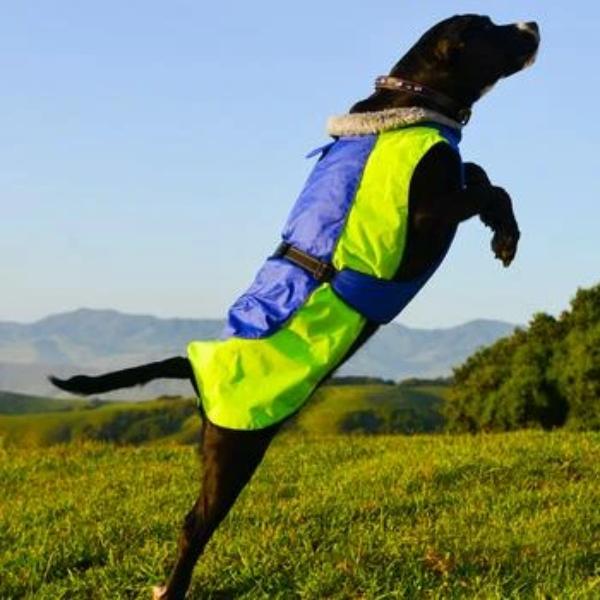 large dog coat