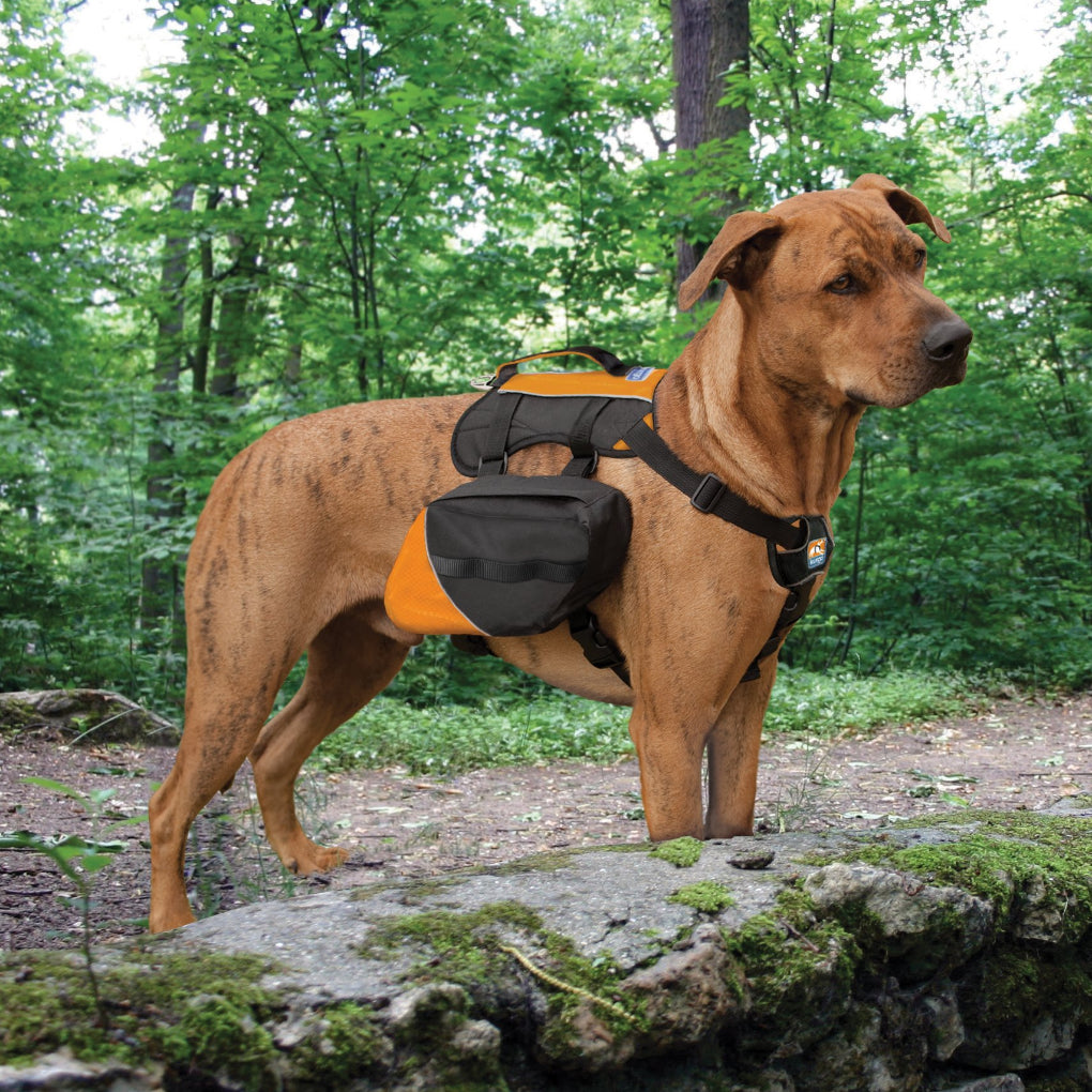 dog backpack