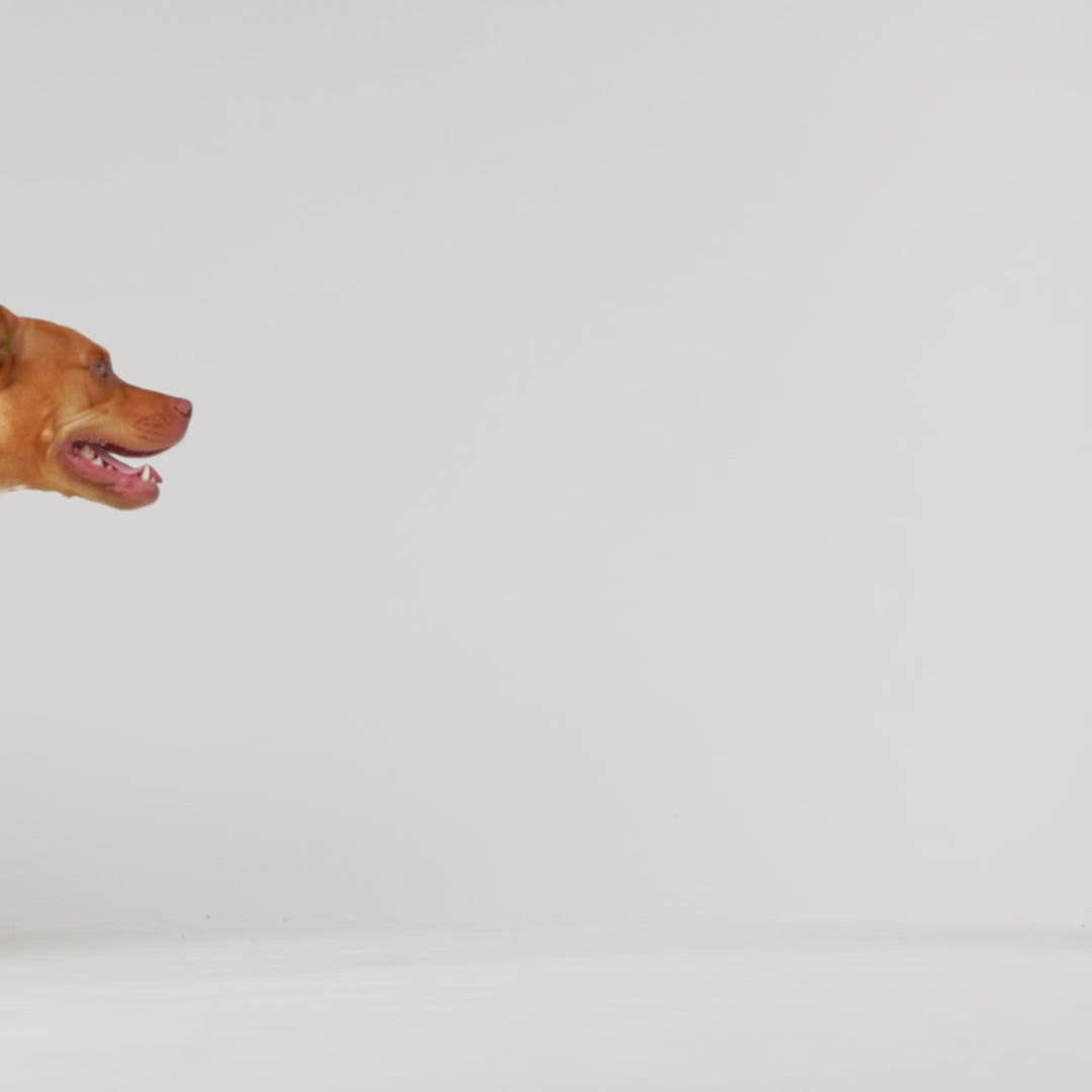 large dog rain coats