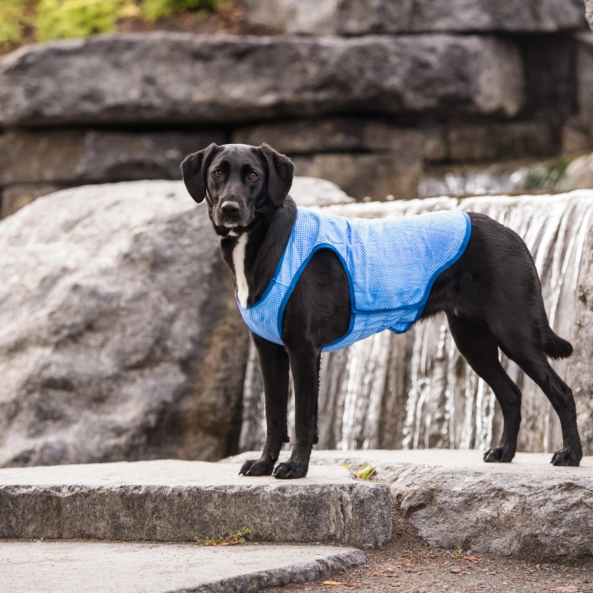 Large dog cooling vest hotsell