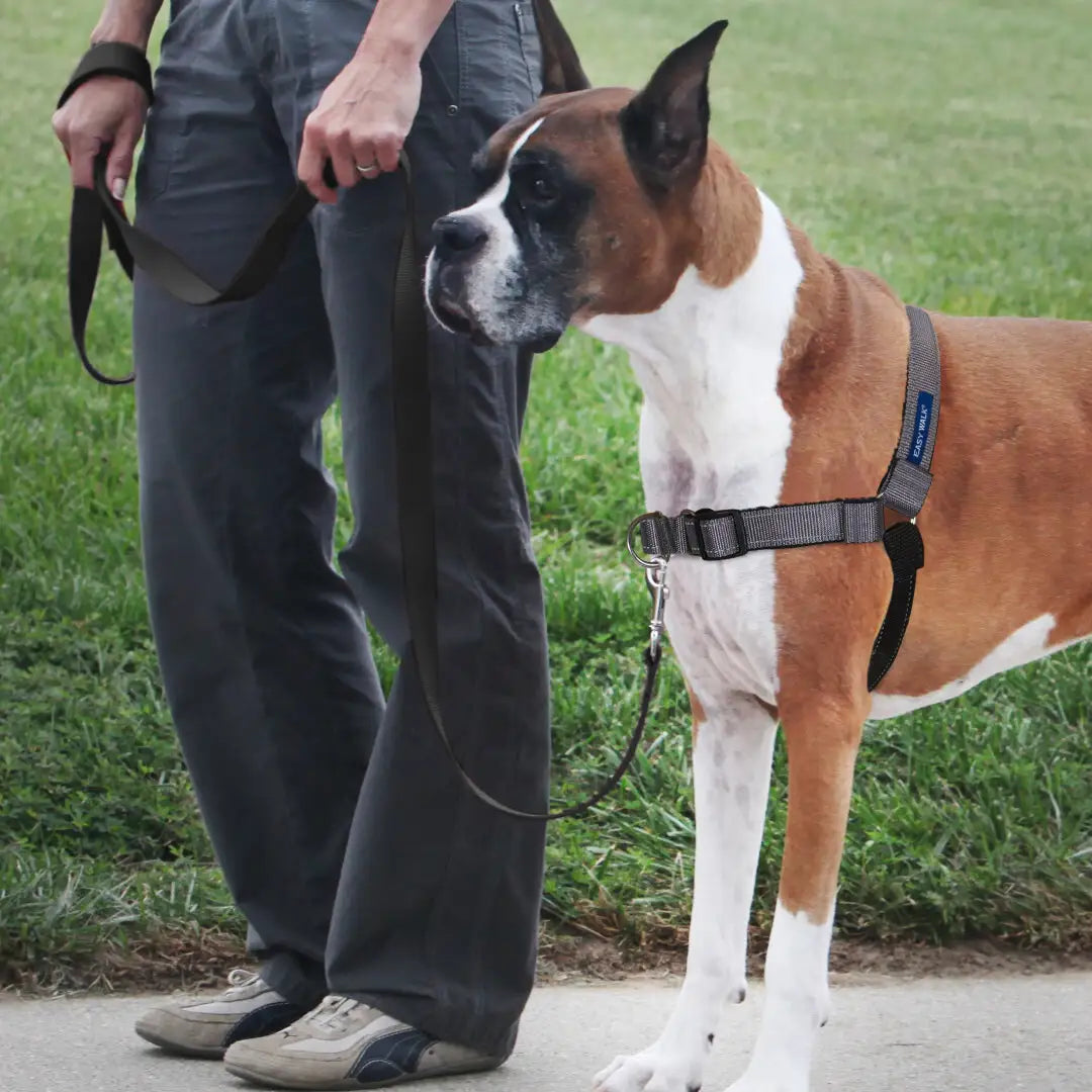 Deluxe Easy Walk No Pull Dog Harness Pit Bull Outfitters