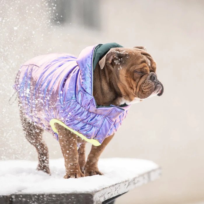 dog winter coats