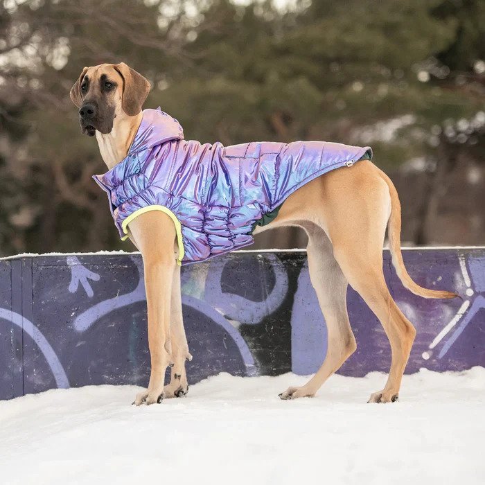 Parka Dog Coat-Iridescent