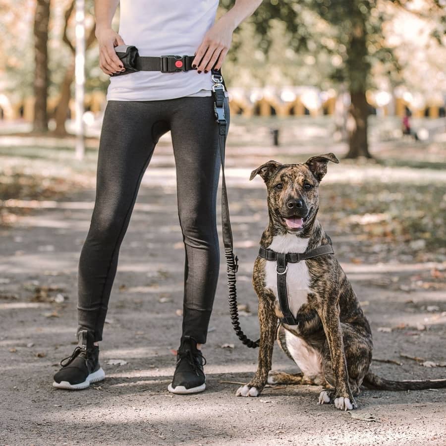 Waist Belt and Bungee Dog Leash