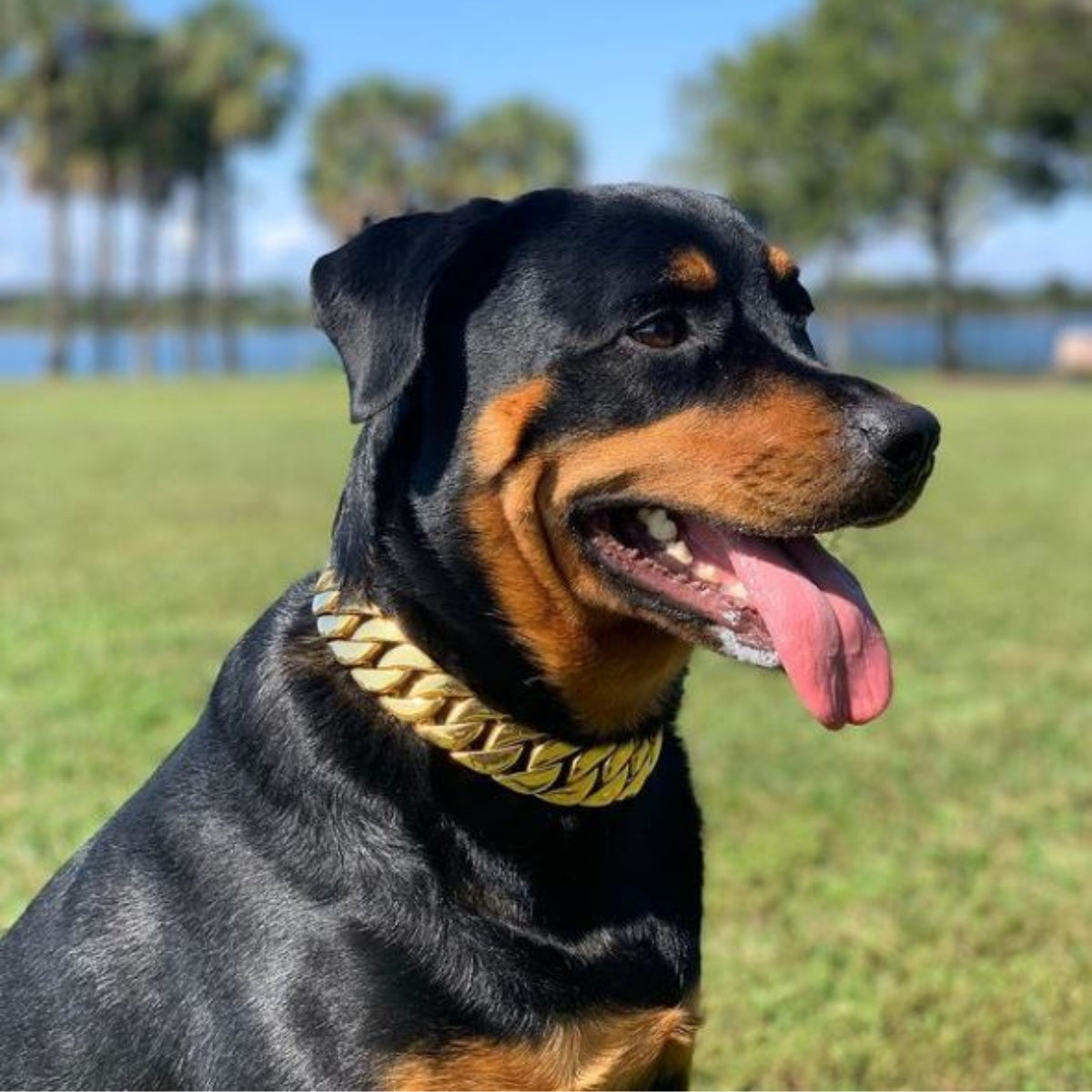 pitbull chain