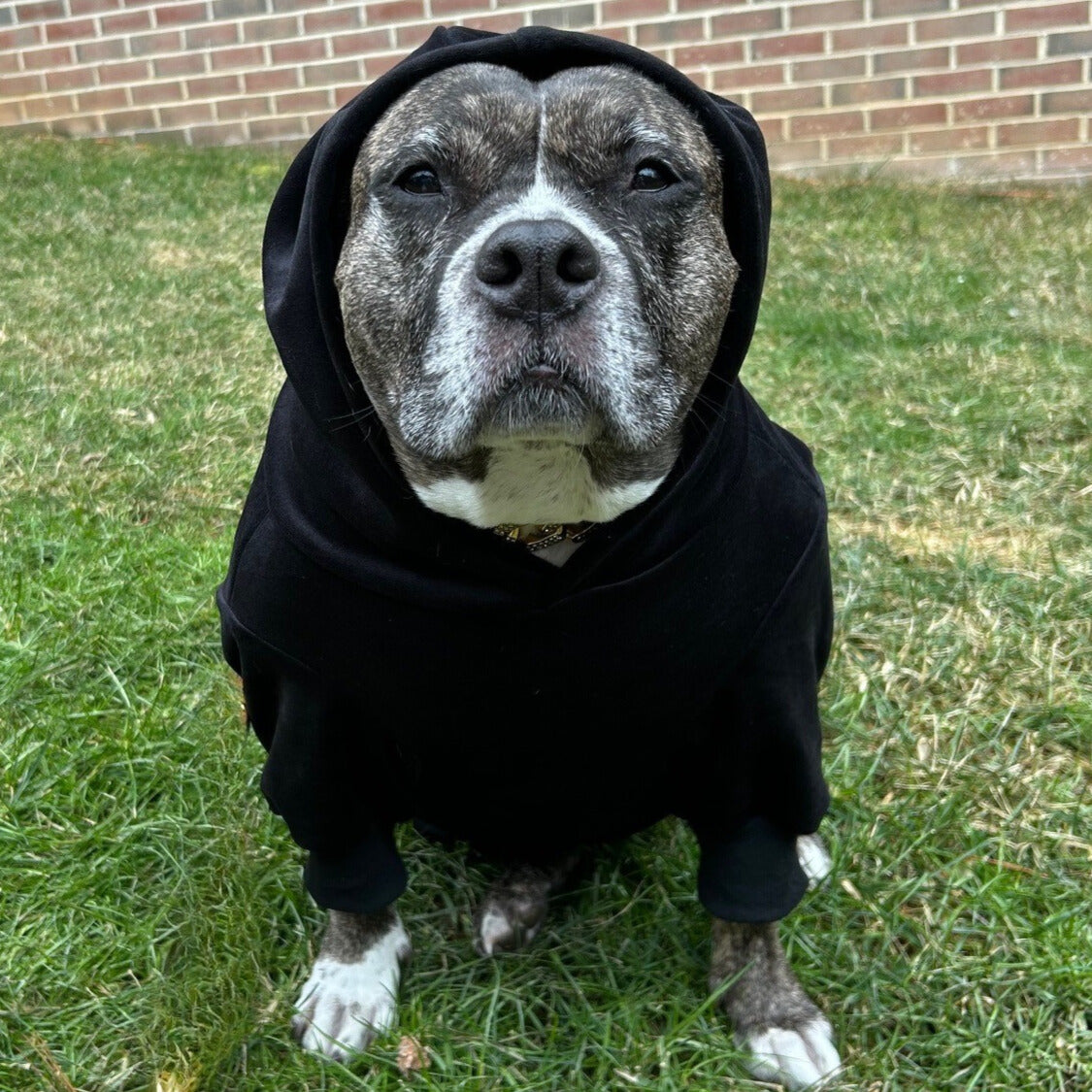 Velvet Dog Hoodie - Black