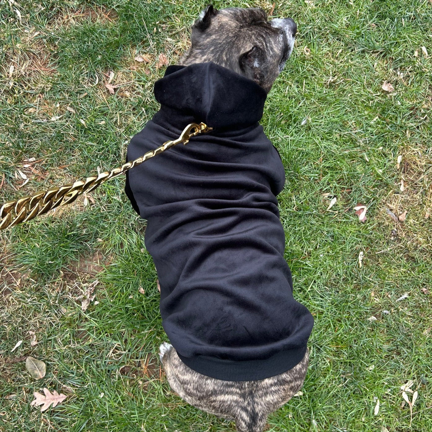 Dog Hoodie Black