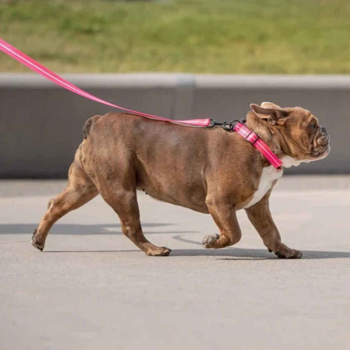 Dog Leash Pink Reflective nylon