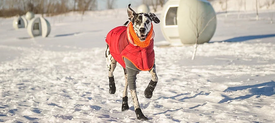 large dog boots