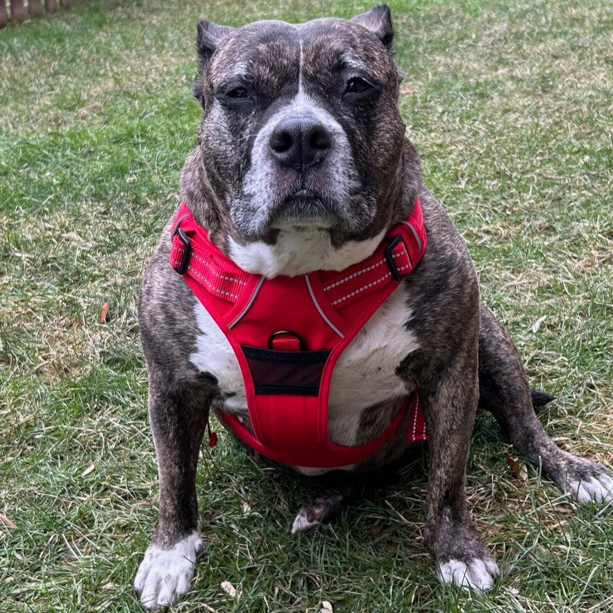 large dog harness