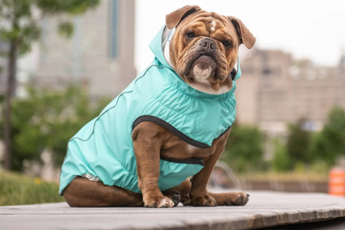 dog rain coat on bull dog
