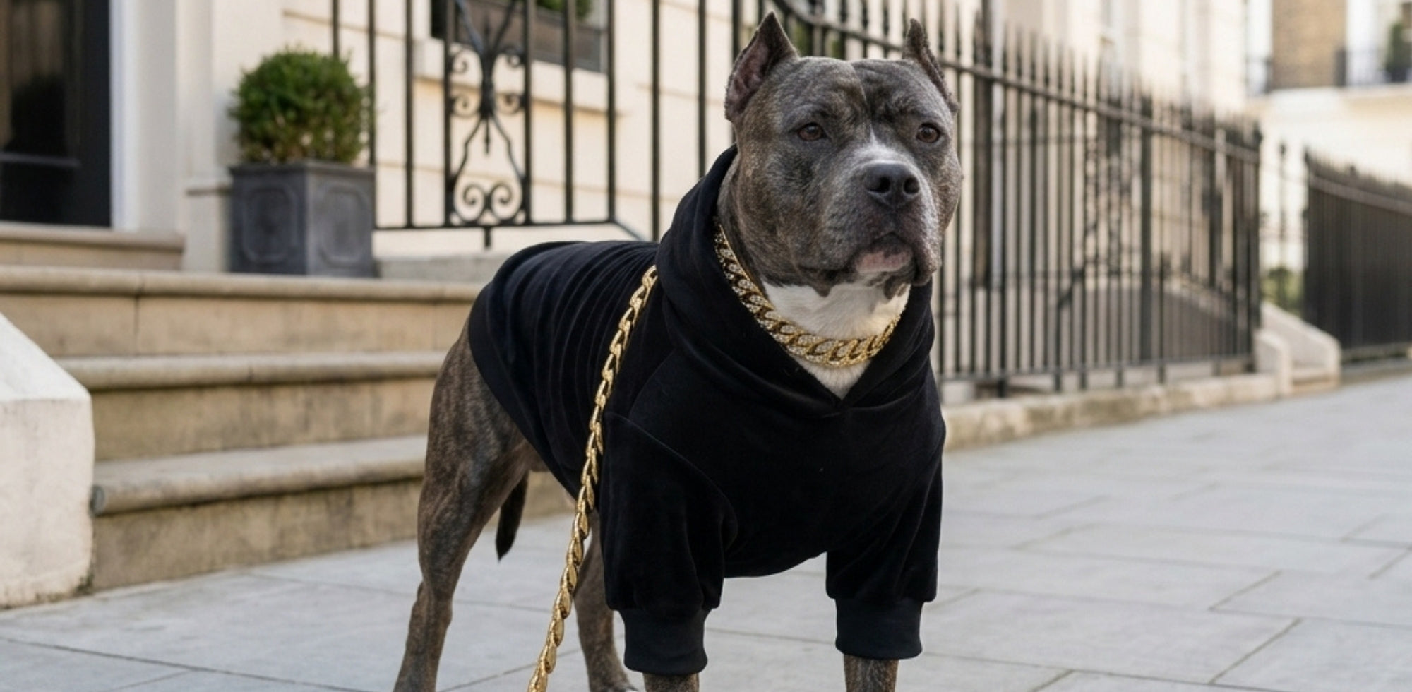 Dog collars for large dogs