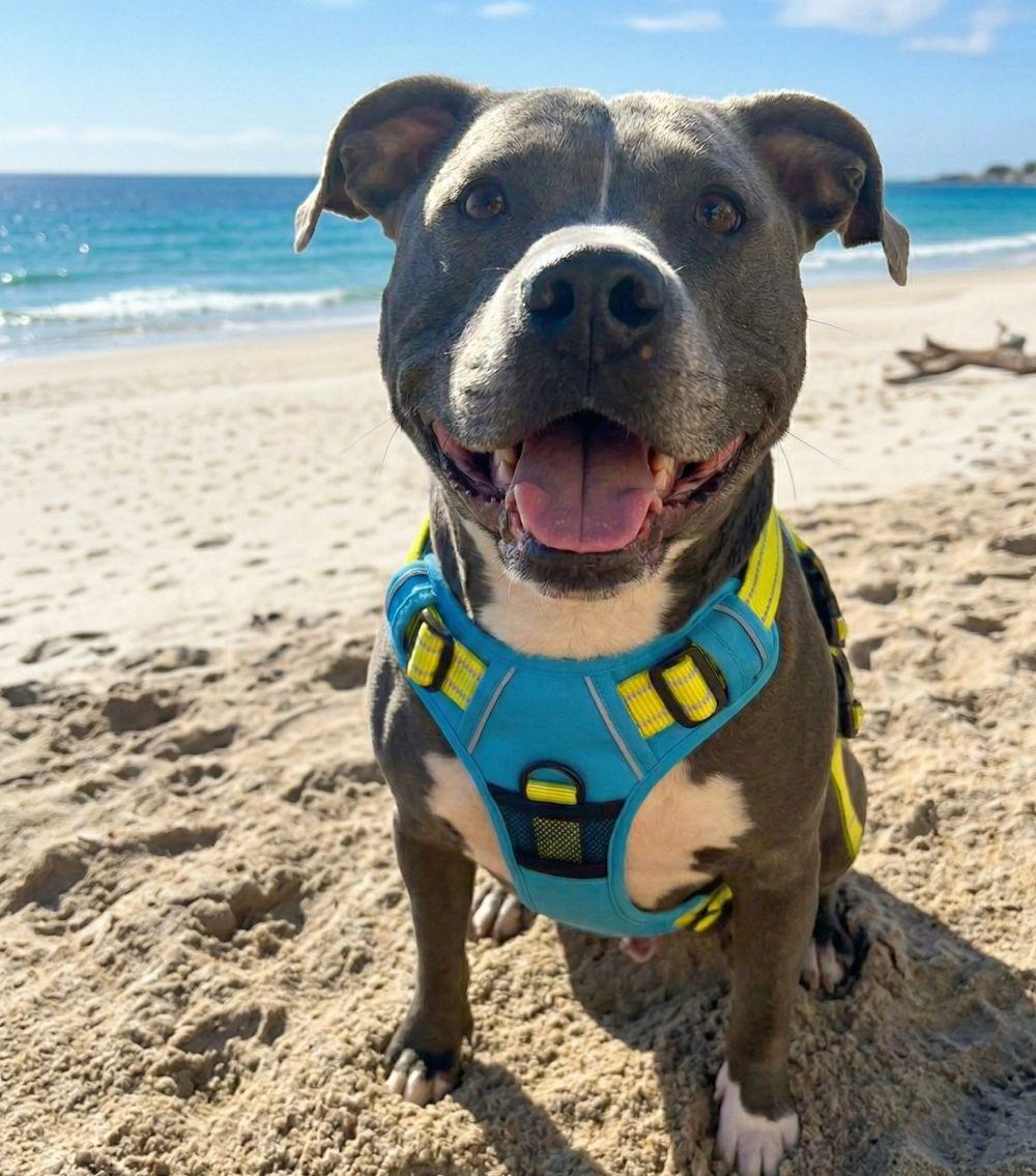 large dog harness