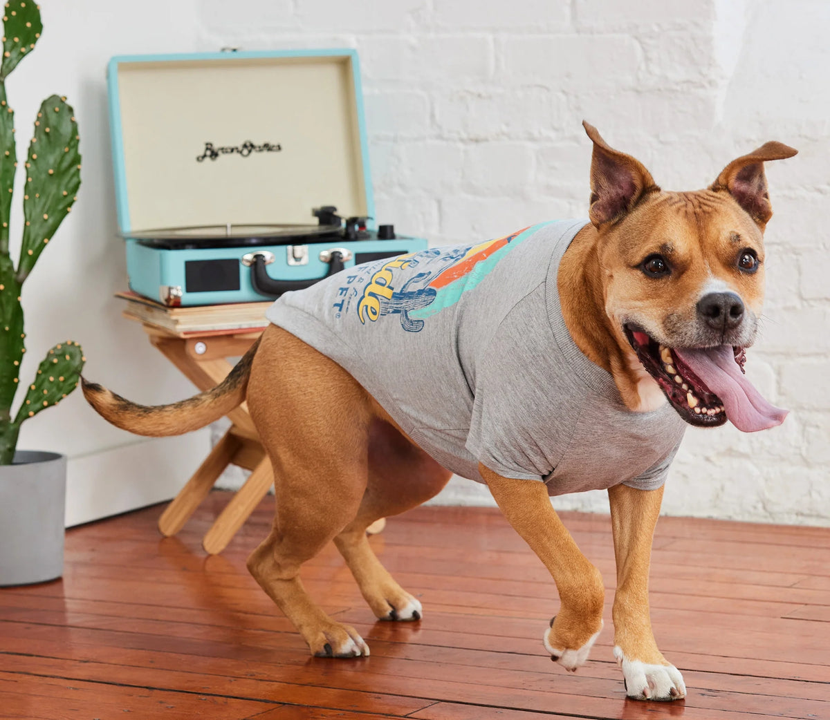 dog shirts