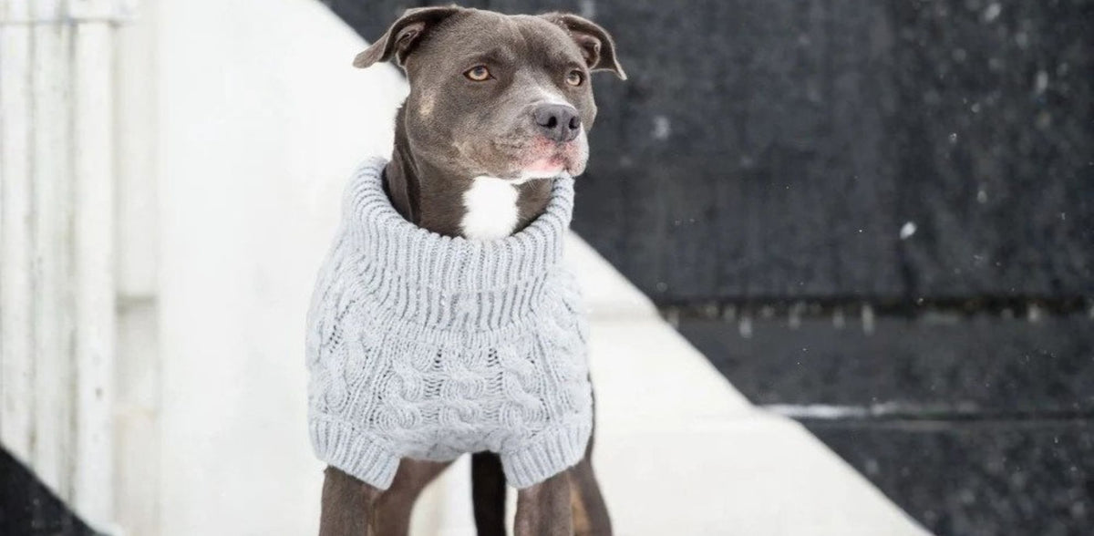 dog sweaters for large dogs