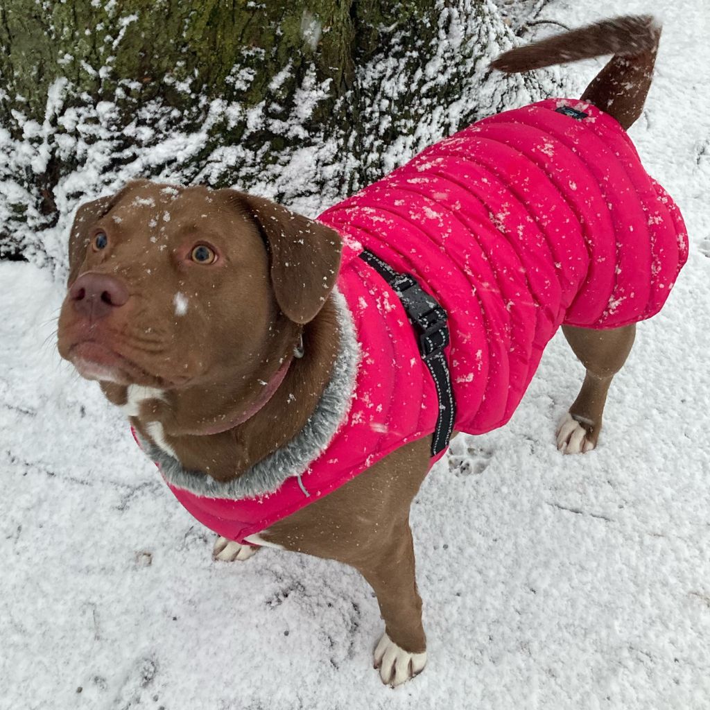 Dog Puffer Coat - Pink