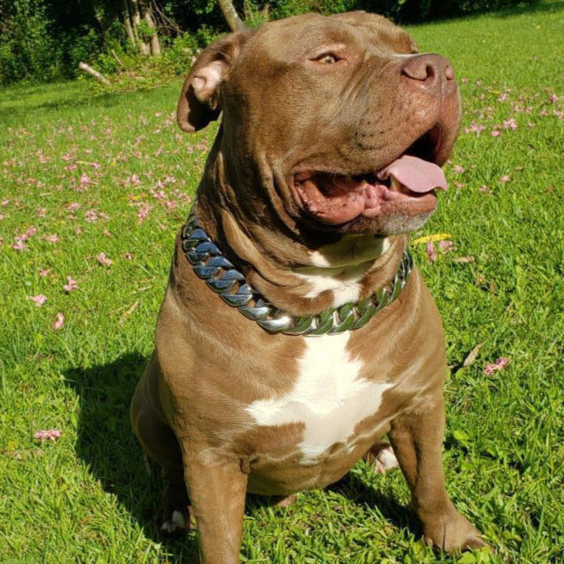 Silver Cuban Link Dog Chain Collar